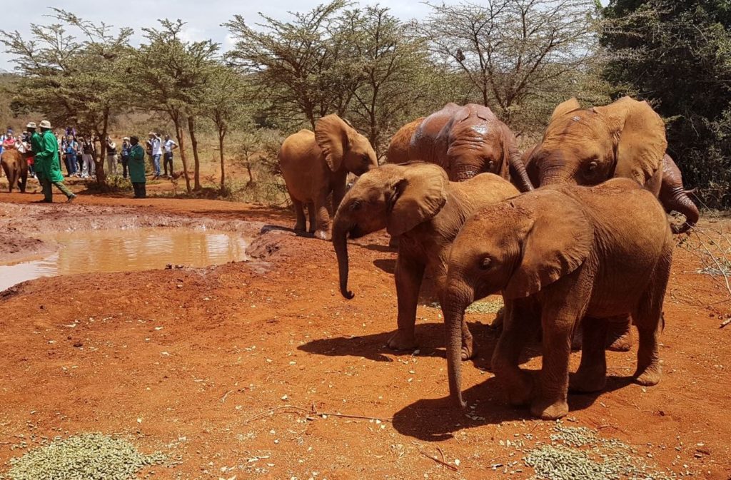 elephant-orphanage1