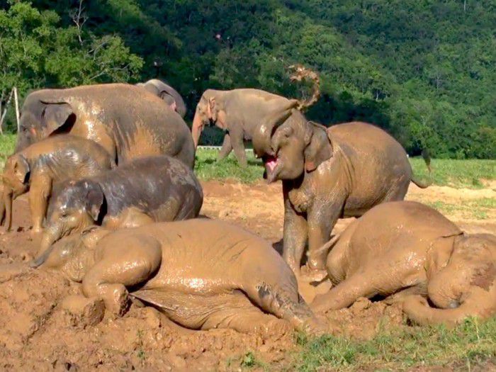 elephant-orphanage2